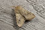 Orthosia cruda