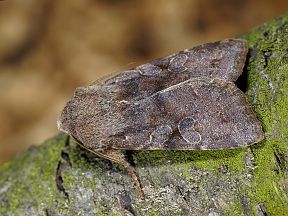 Orthosia incerta