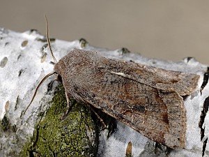 Orthosia incerta