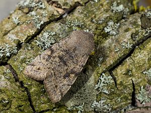 Orthosia incerta