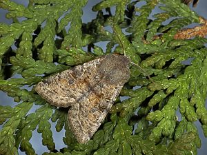 Orthosia incerta