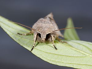 Orthosia incerta