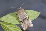 Orthosia incerta