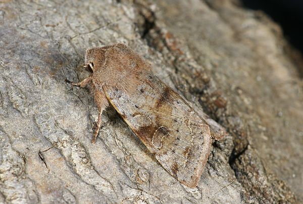 Orthosia incerta