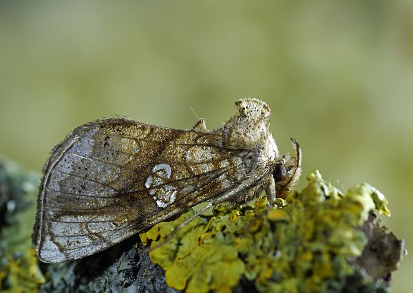 Polychrysia moneta