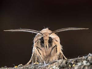 Rhizedra lutosa