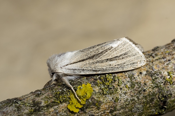 Simyra albovenosa