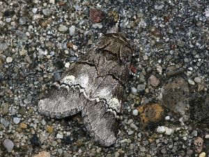 Drymonia querna