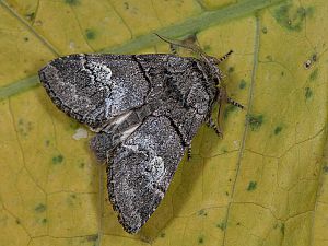 Drymonia querna