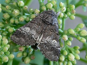 Drymonia querna