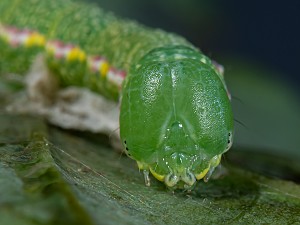 Drymonia querna