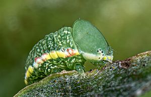 Drymonia querna