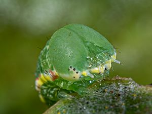 Drymonia querna