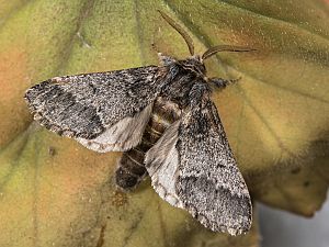 Drymonia ruficornis