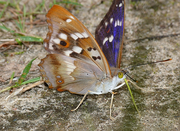 Apatura ilia