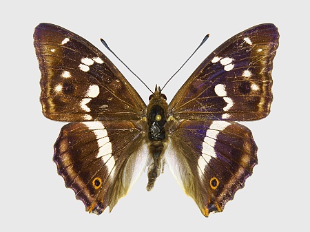 Apatura iris