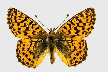 Boloria aquilonaris