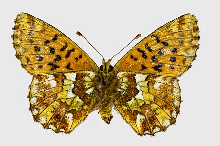 Boloria aquilonaris