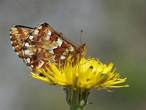 Boloria aquilonaris