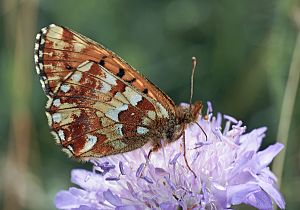 Boloria aquilonaris