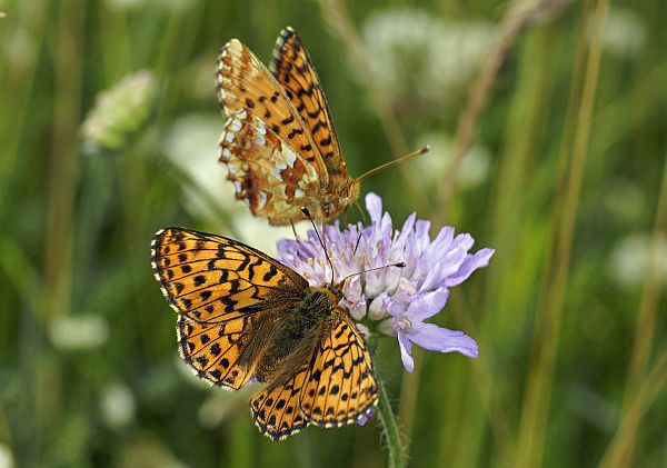 Boloria aquilonaris