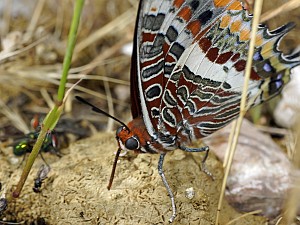 Charaxes jasius