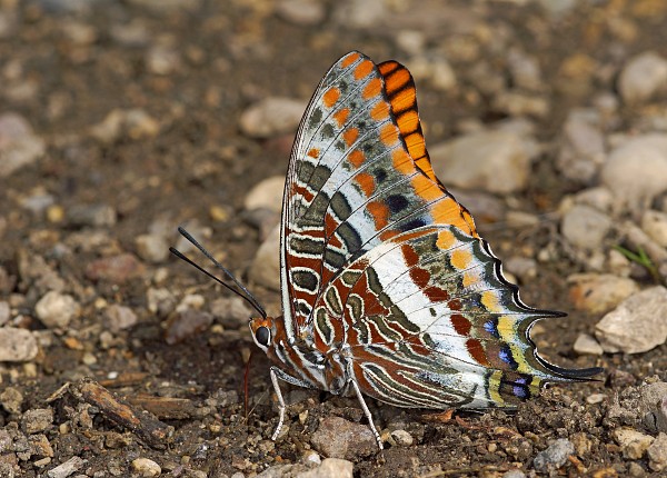 Charaxes jasius