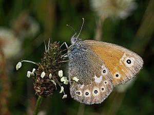 Coenonympha tullia