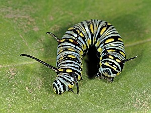 Danaus chrysippus