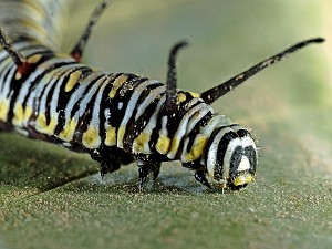 Danaus chrysippus