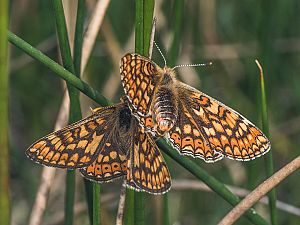 Euphydryas aurinia