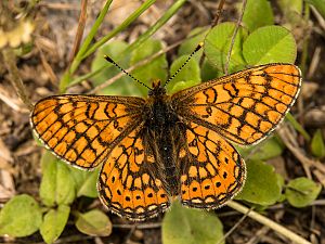 Euphydryas aurinia