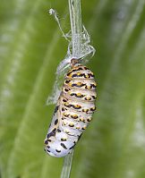 Euphydryas aurinia