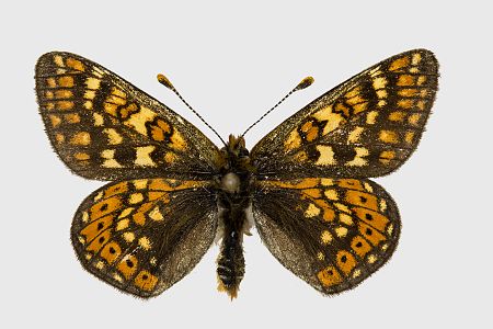 Euphydryas aurinia