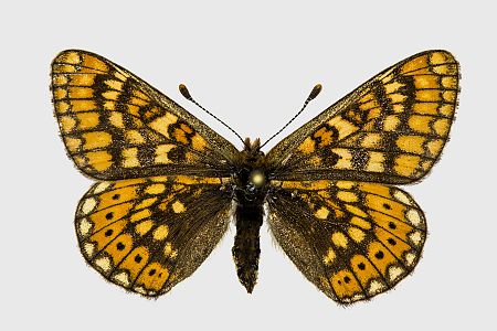 Euphydryas aurinia