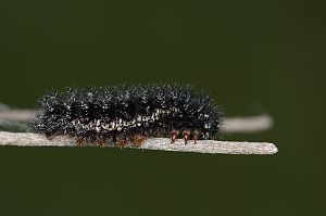 Euphydryas aurinia