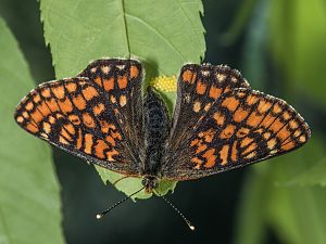 Euphydryas maturna