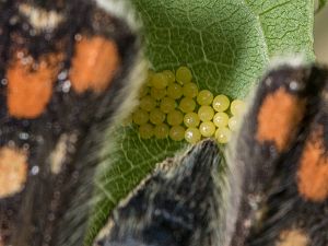 Euphydryas maturna