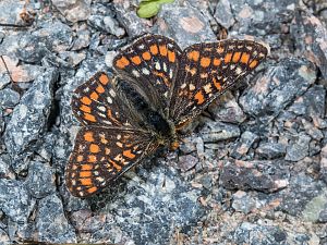 Euphydryas maturna