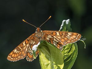 Euphydryas maturna