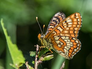 Euphydryas maturna