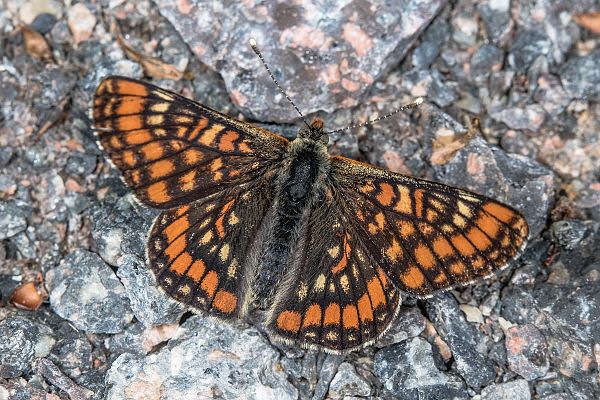 Euphydryas maturna