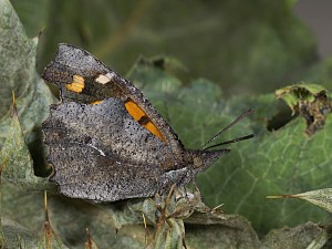 Libythea celtis