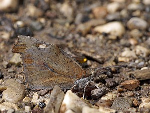 Libythea celtis