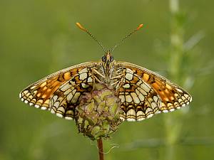 Melitaea britomartis