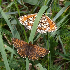 Melitaea britomartis