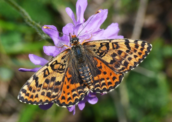 Melitaea didyma