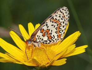 Melitaea didyma