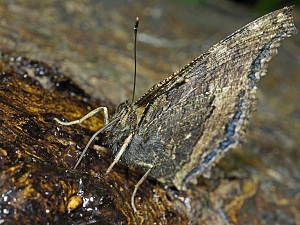 Nymphalis xanthomelas