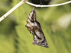 Polygonia c-album